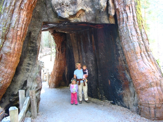 California Tree, Yosemite USA.jpg